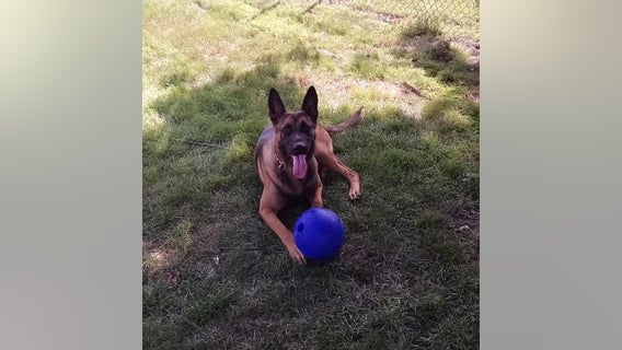 Gary K-9 officer killed in the line of duty while chasing suspect: police