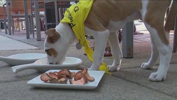 Chicago area restaurants serve up tasty treats for pets