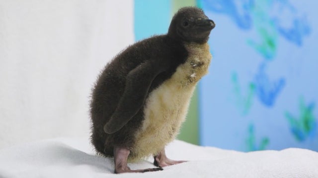 Shedd Aquarium welcomes arrival of rare baby Rockhopper penguin