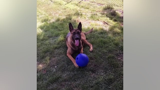 Gary K-9 officer killed in the line of duty while chasing suspect: police