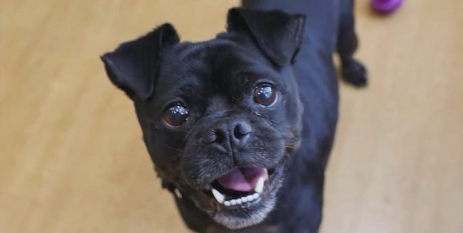 Michelangelo overcomes surgery, finds forever home thanks to PAWS Chicago