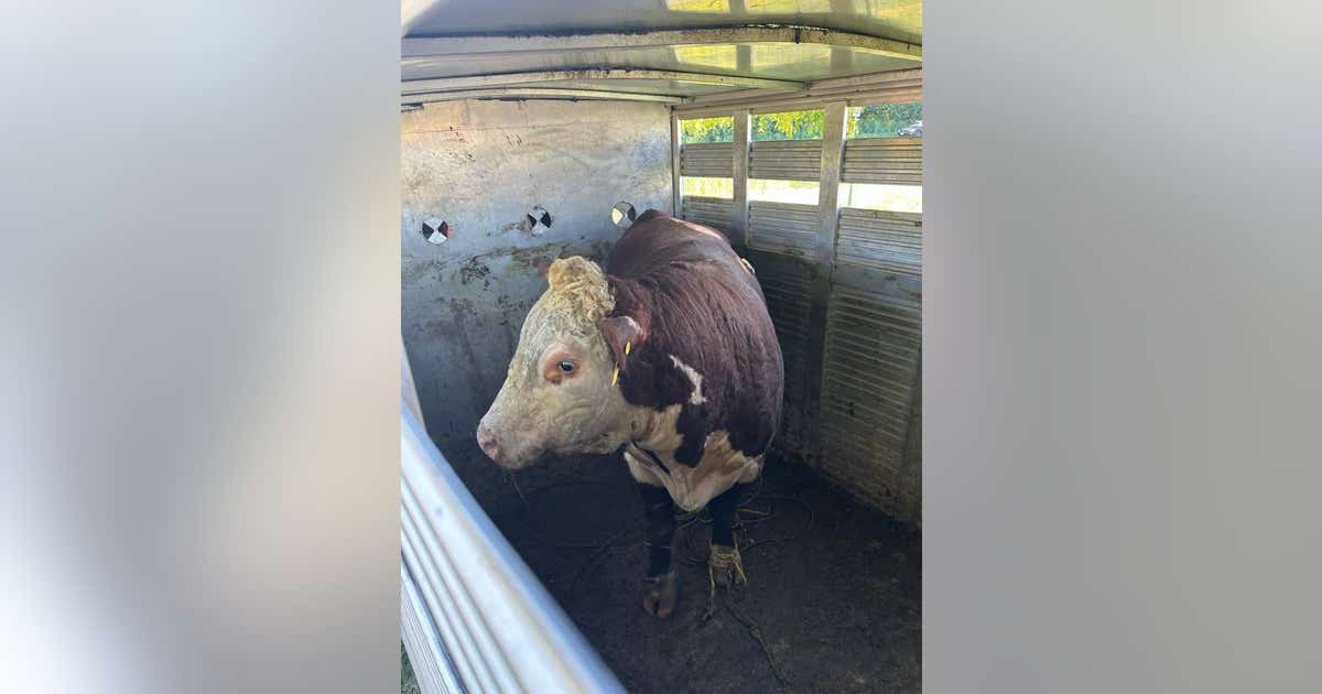 Cattle catcher wrangles stray bull on the loose in Chicago suburb | FOX ...