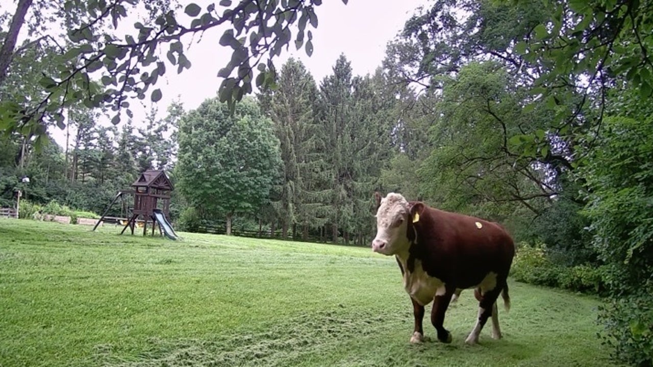 芝加哥郊区一头流浪的公牛被摄像机捕获