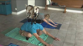All hooves on deck for Goat Yoga Chicago
