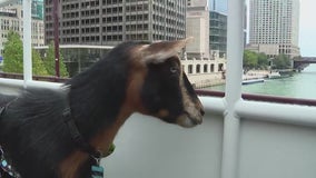 ComEd's lawn-mowing goats celebrate after clearing 7 acres of vegetation