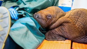 Rescued walrus calf that received round-the-clock 'cuddling' dies