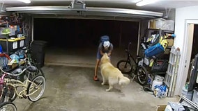 Watch: Burglar takes break from robbing home to cozy up with overly friendly family dog: 'I love you, too'