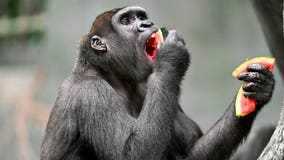 Animals at Brookfield Zoo enjoy tasty treat for National Watermelon Day