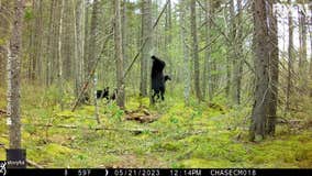Watch: Mama bear, cubs enjoy back scratches in Maine woods