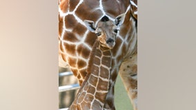 Brookfield Zoo's giraffe calf 'Kinda' to make public debut on Friday