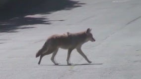 Coywolf possibly sighted in Chicago suburb, investigation underway
