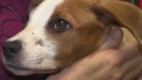 DuPage County State's Attorney advances animal protection with new law