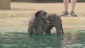 Protecting Pets in the Heat: PAWS Chicago shares essential tips amid soaring temps