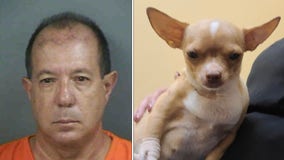 Chihuahua died after C-section by fake vet, Florida detectives say