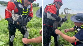 Bolingbrook firefighters save bird trapped in fishing line in lake