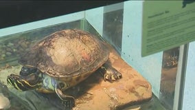 2 Illinois residents sick after salmonella outbreak linked to pet turtles