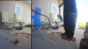 FedEx delivery driver kills rattlesnake on rural Nebraska porch