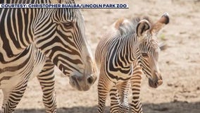 Cuteness overload: Lincoln Park Zoo welcomes new baby zebra