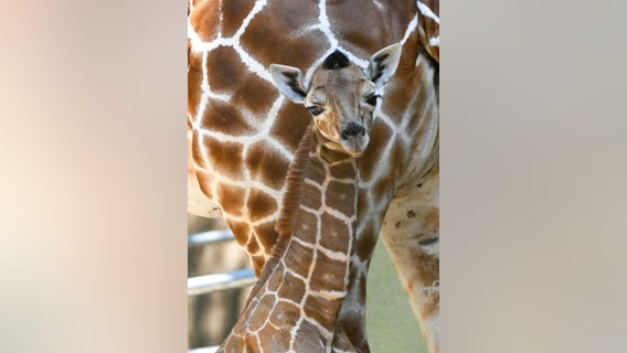 Brookfield Zoo's giraffe calf 'Kinda' to make public debut on Friday