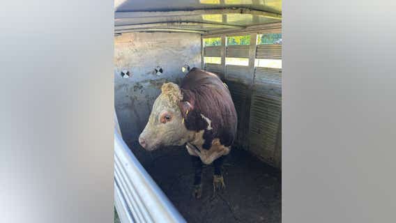 Cattle catcher wrangles stray bull on the loose in Chicago suburb