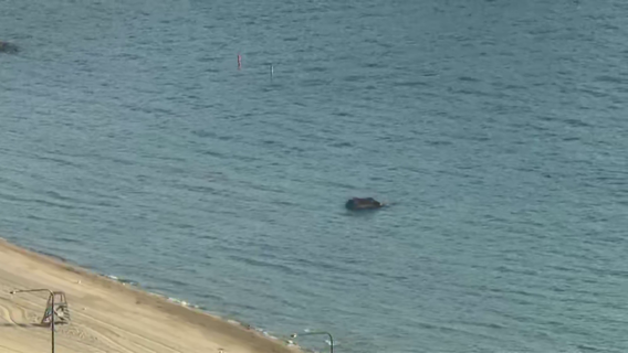 Stolen vehicle found in Lake Michigan just off 57th Street beach
