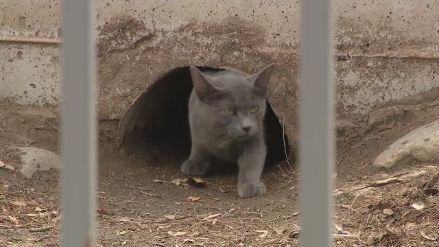 Chicago suburb launching feral cat program to help control rats