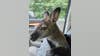 Rupert the wayward wallaby found safe after escaping Monee yard