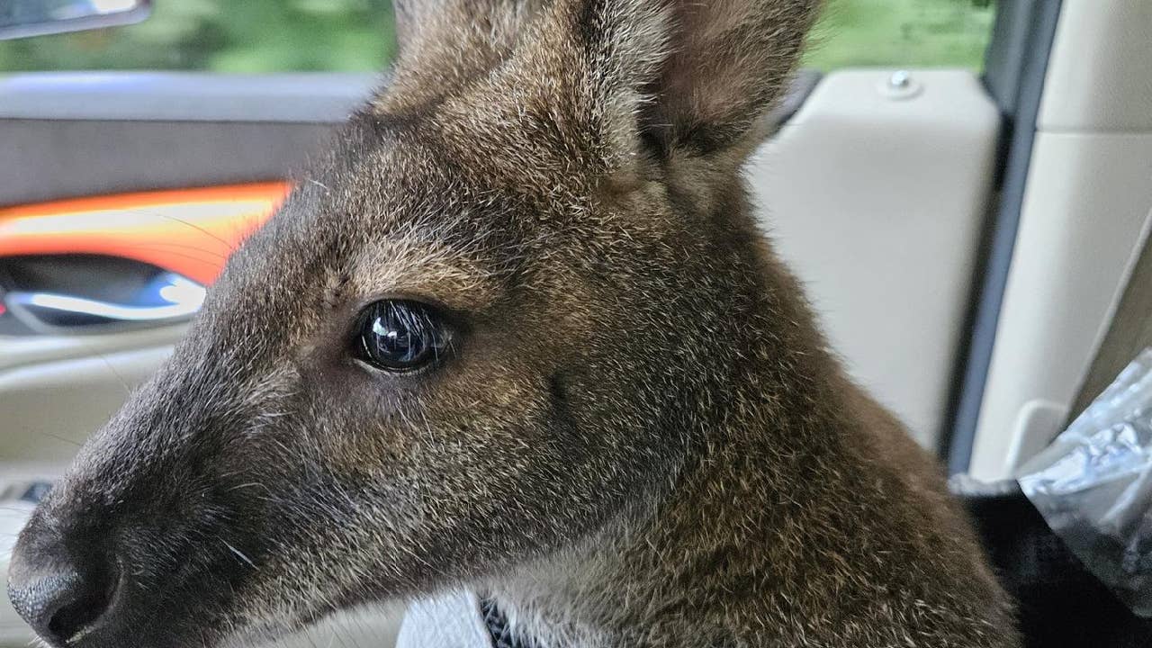 Rupert the wayward wallaby found safe after escaping Monee yard