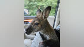 Rupert the wayward wallaby found safe after escaping Monee yard