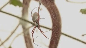 Spider season arrives in Chicago as summer ends