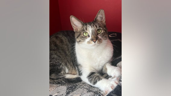 'Kyle' the kitten to be put up for adoption after rescue from Wheaton home