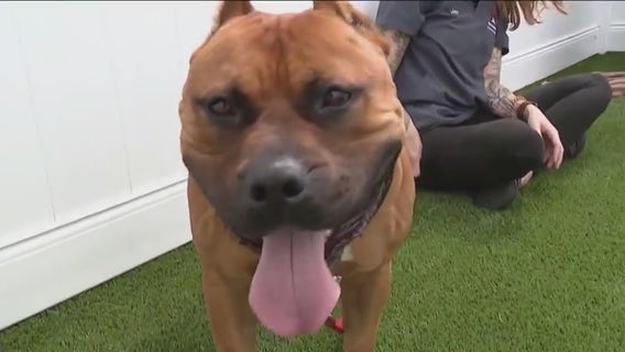 Suburban shelter dog Rennie hopes for a second chance