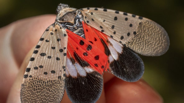 Spotted lanternflies invade Illinois, threatening trees and crops