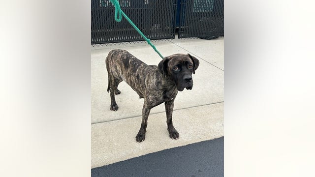 Dog found abused in Will County, investigation underway
