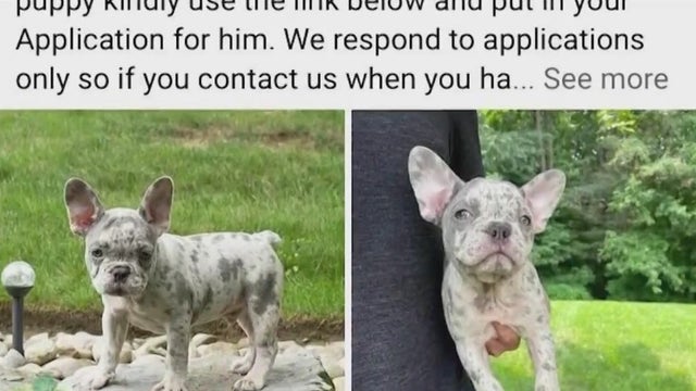 Suburban Chicago animal shelter fights back after hackers steal thousands through hijacked Facebook page