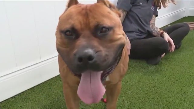 Suburban shelter dog Rennie hopes for a second chance