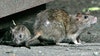 Chicago named rattiest city for 10th year in a row