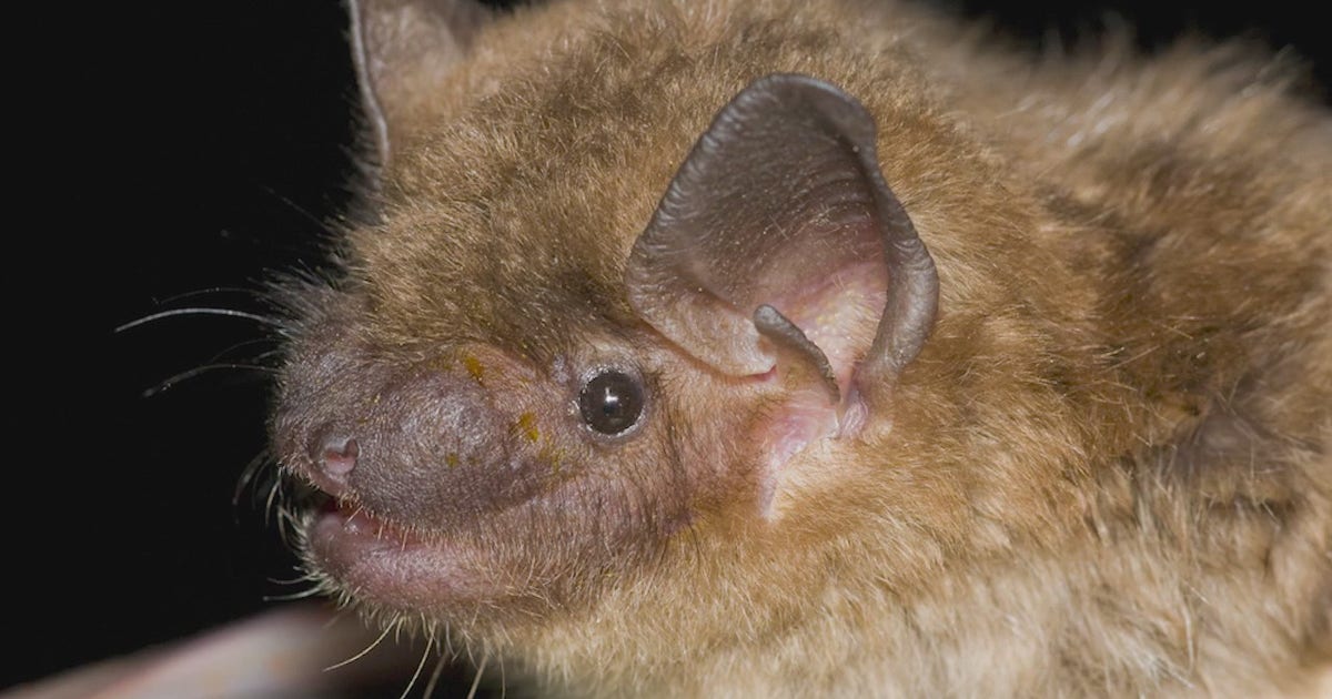 Rabid bat confirmed in Chicago suburb: Here's what residents should ...