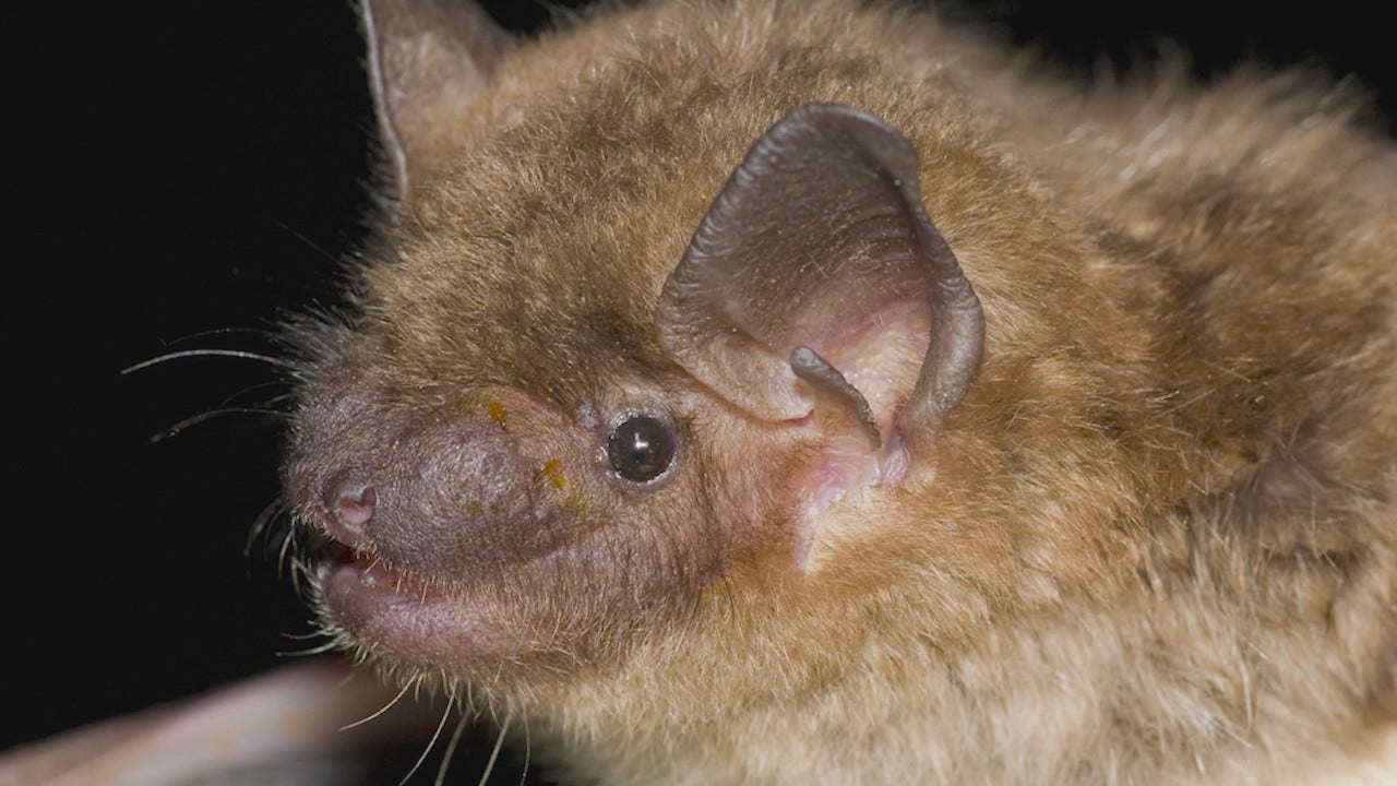 为什么蝙蝠对伊利诺伊州的生态系统非常重要
