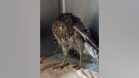 Lansing police rescue hawk stuck in glue trap
