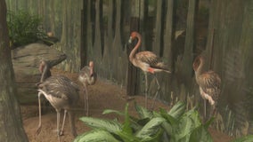 Flamingos return to Brookfield Zoo for first time since 1997