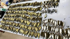 Hundreds of migratory birds killed in collision with Chicago's McCormick Place