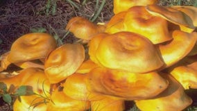 Warning: Palos Park police caution against deadly Jack-o-Lantern mushrooms