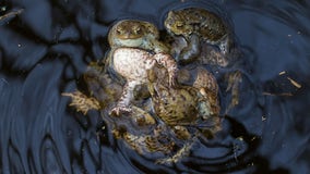 Some female frogs play dead to avoid unwanted male advances, study says