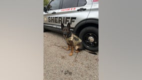 Lake County Sheriff's K9 Axel suits up in newly donated body armor