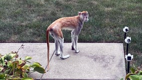 'Momo' the monkey captured after running loose through Indiana neighborhood