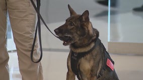 'Project K-9 Hero' provides lifelong medical care for K-9s after service