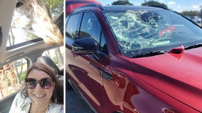 Giraffe crushes car windshield at Fossil Rim Wildlife Center