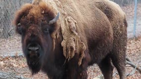 Popular bison Pebbles dies at Buffalo Rock State Park