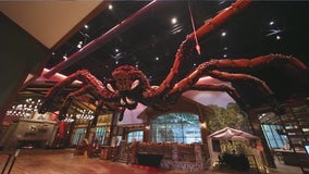 Giant balloon spider weaves its way into Great Wolf Lodge for spooky season